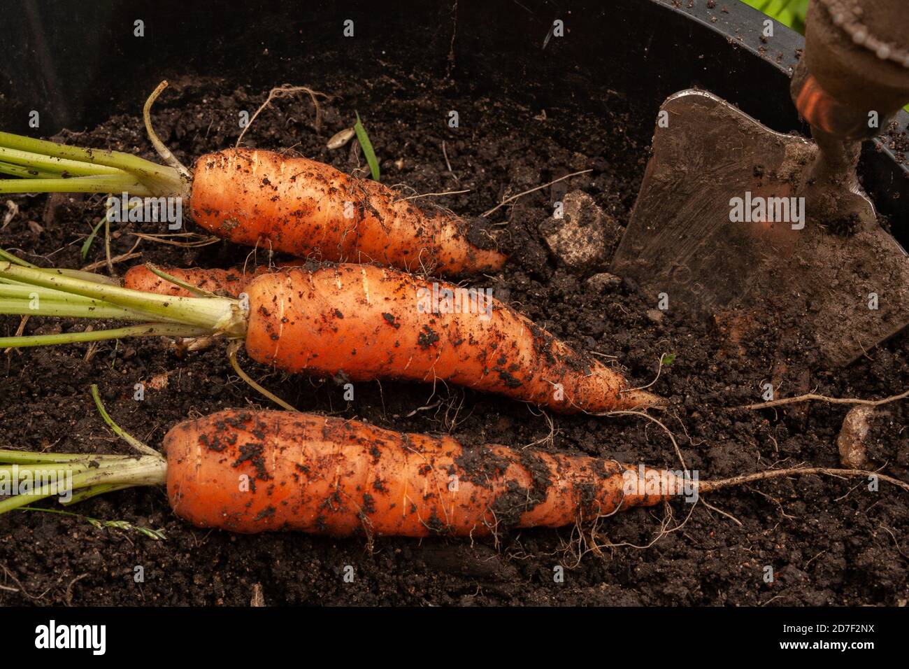 Frisch gegrabene Karotten, in einem Eimer angebaut. Stockfoto