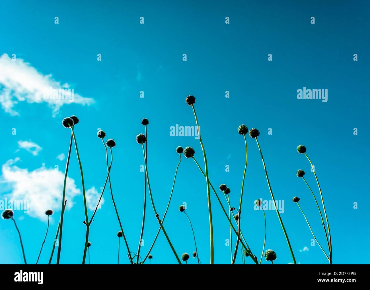 Trockene Pflanzen, runde Blütenköpfe gegen den blauen Himmel. Abstrakter Hintergrund mit Kopierbereich Stockfoto