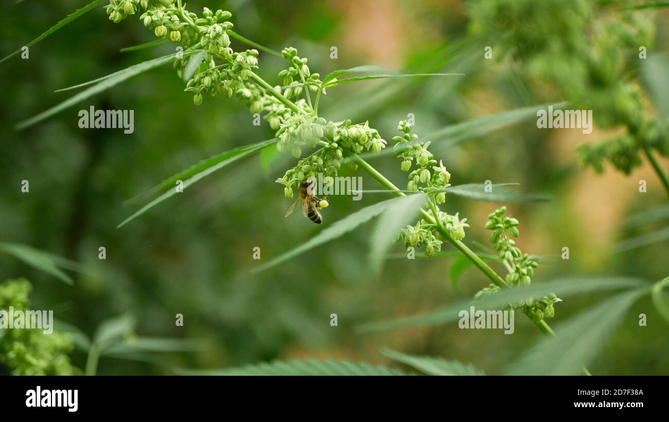 Medizinisches Cannabis Hanf Detail Nahaufnahme Feld, Bienenbestäubung Bestäuber sammeln Nektar Honig APIs mellifera Farm bio Bio-Landwirtschaft, Landwirtschaft Stockfoto