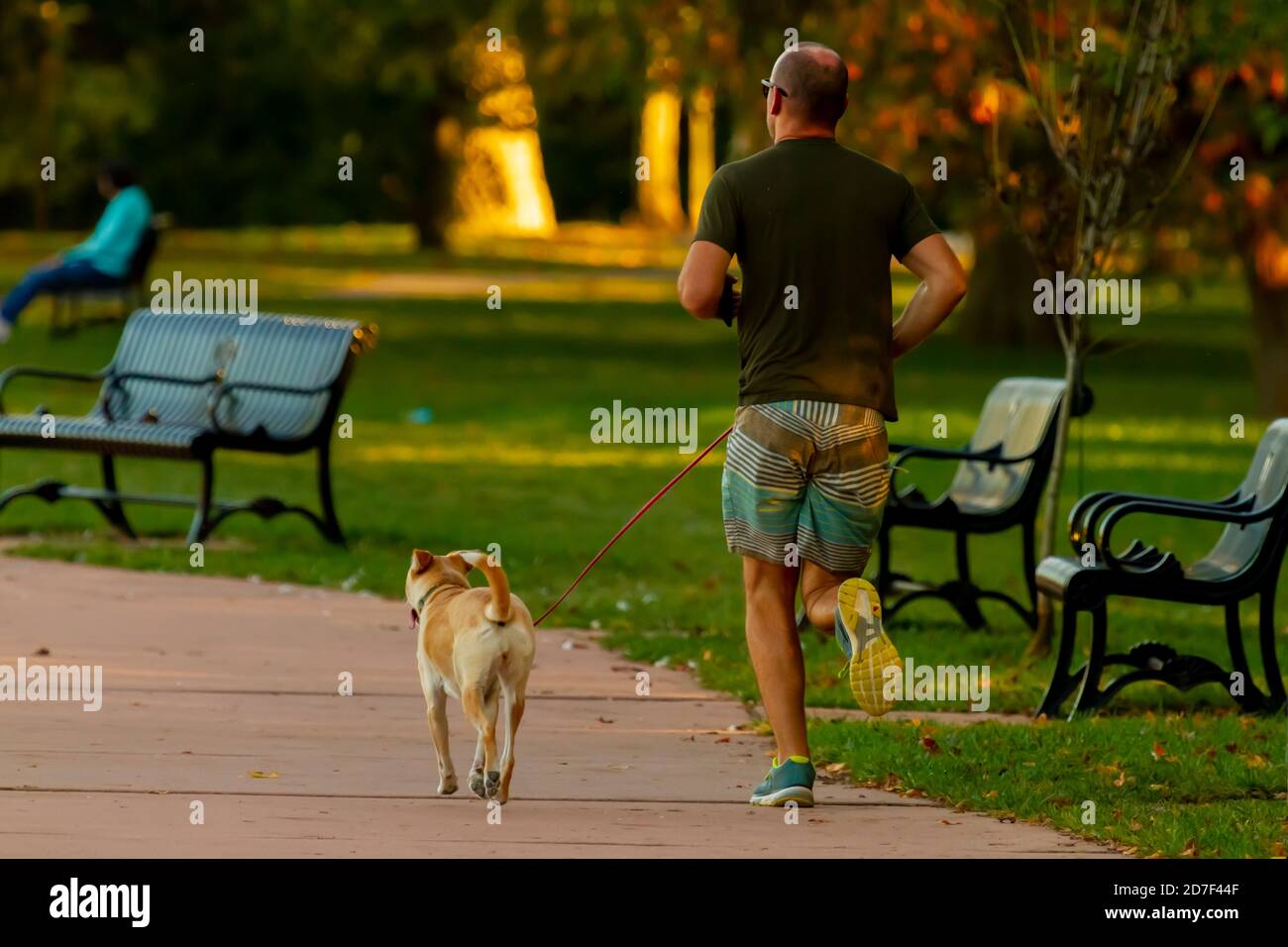 Ein junger, sportlicher Kaukasier, der kurze T-Shirts und Sneakers trägt, läuft im Park neben seinem Hund, der an der Leine ist. Es ist ein Sonnenuntergang Szene Witz Stockfoto