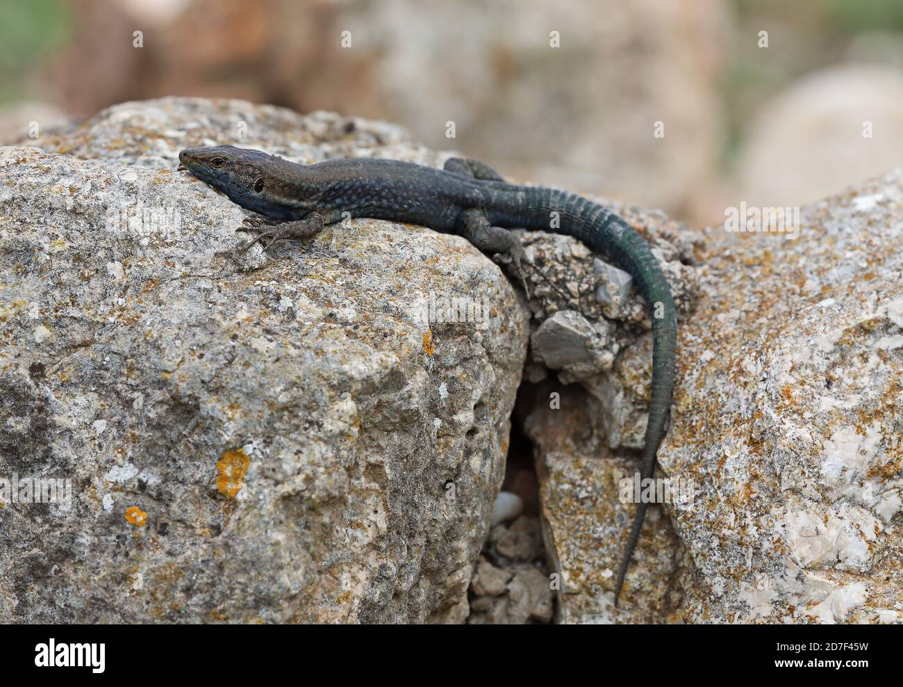 Lilford's Wall Lizard (Podarcis lilfordi) Erwachsene auf Felsen ruhen Cabrera Island, Mallorca, Balearen, Spanien Oktober Stockfoto