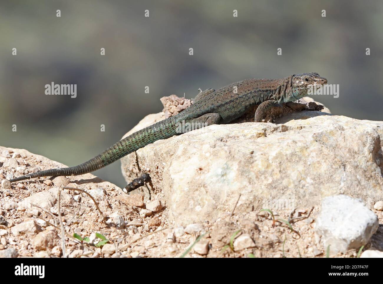 Lilford's Wall Lizard (Podarcis lilfordi) Erwachsene auf Felsen ruhen Cabrera Island, Mallorca, Balearen, Spanien Oktober Stockfoto