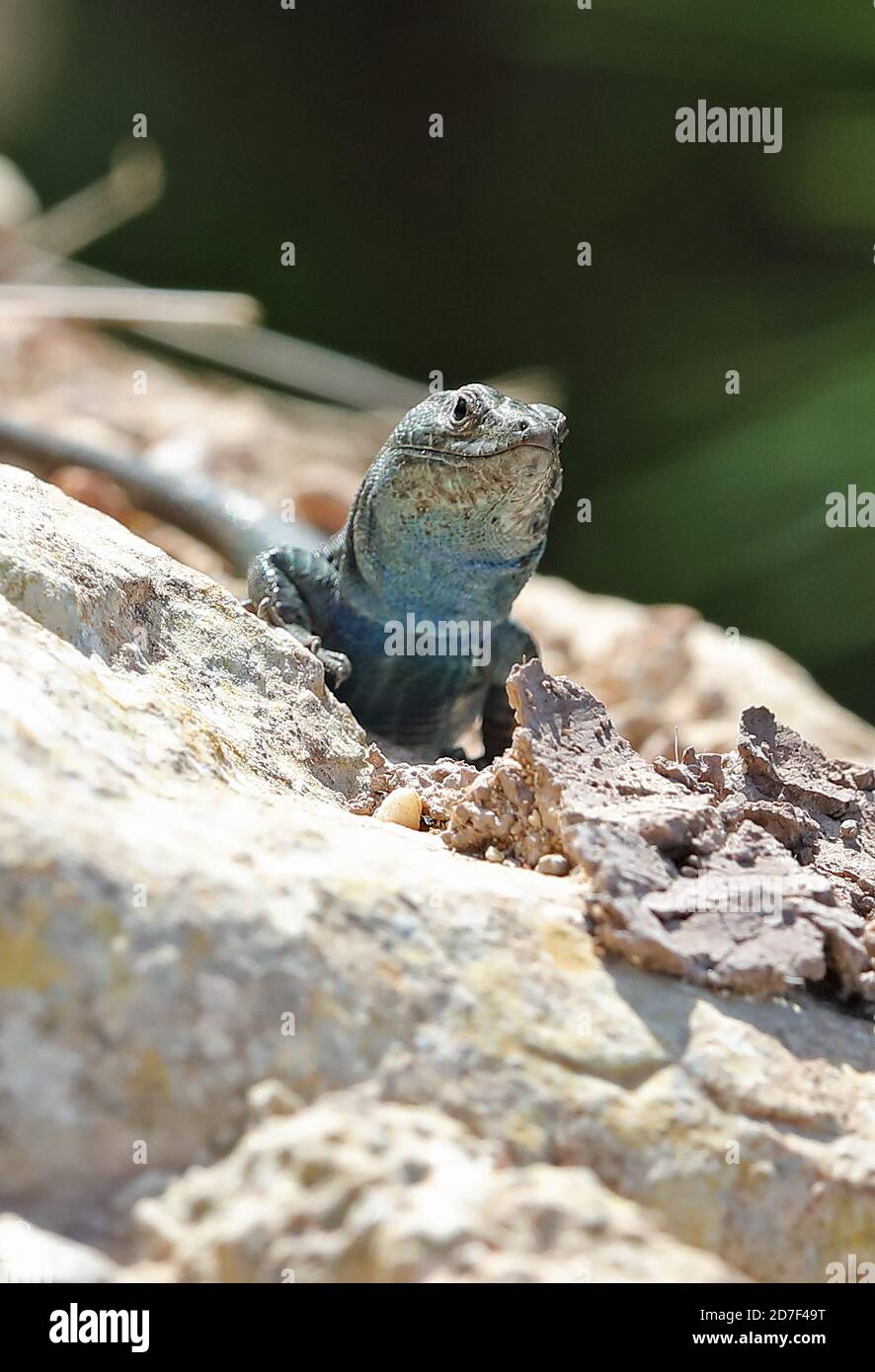 Lilford's Wall Lizard (Podarcis lilfordi) Erwachsene auf Felsen ruhen Cabrera Island, Mallorca, Balearen, Spanien Oktober Stockfoto