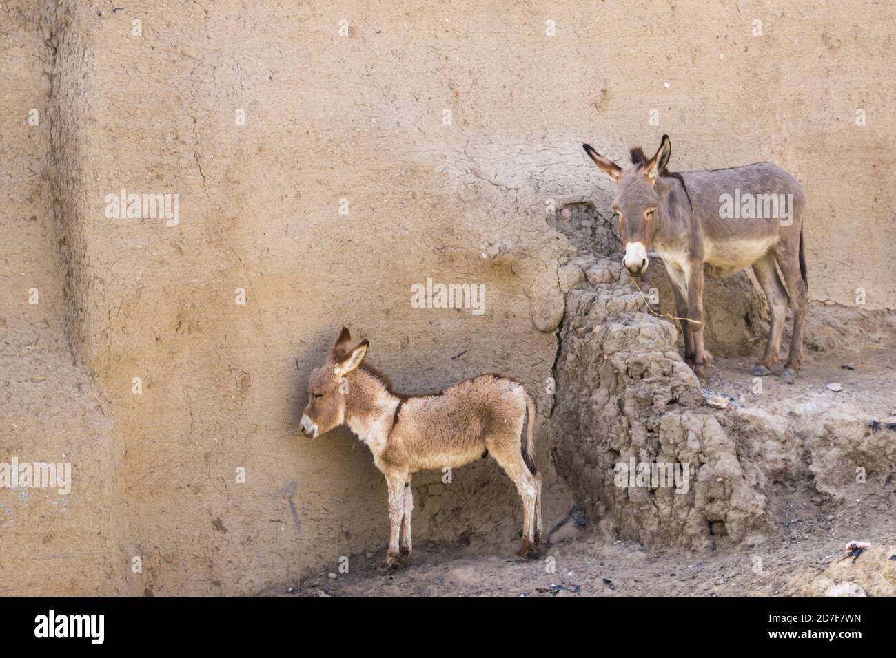 Esel in Niamey. Niger, Afrika Stockfoto