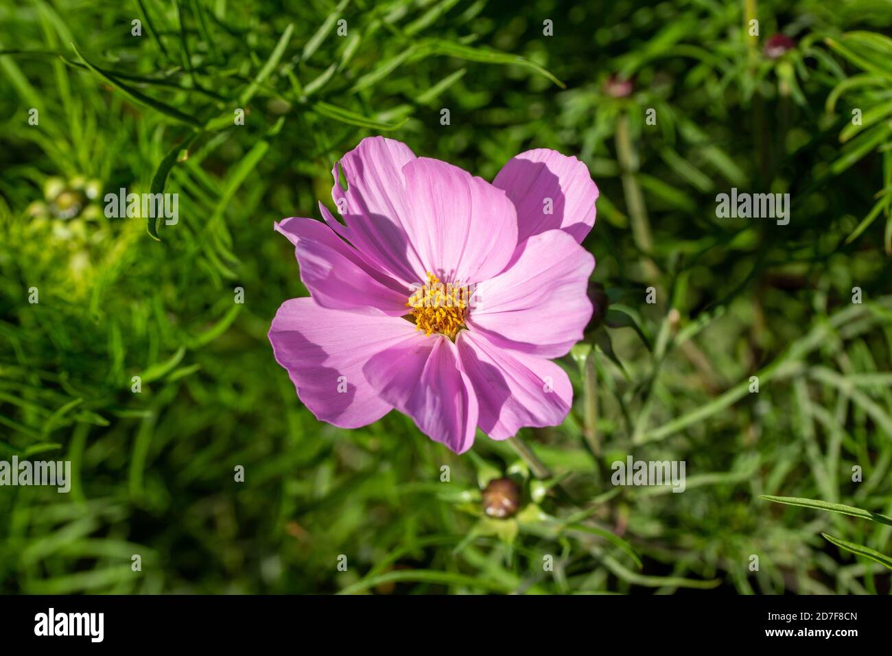 Makro Draufsicht auf eine leuchtend rosa blühende Kosmosblüte mit gefiederten Blättern, in einem sonnigen Garten (mit Kopierfläche) Stockfoto