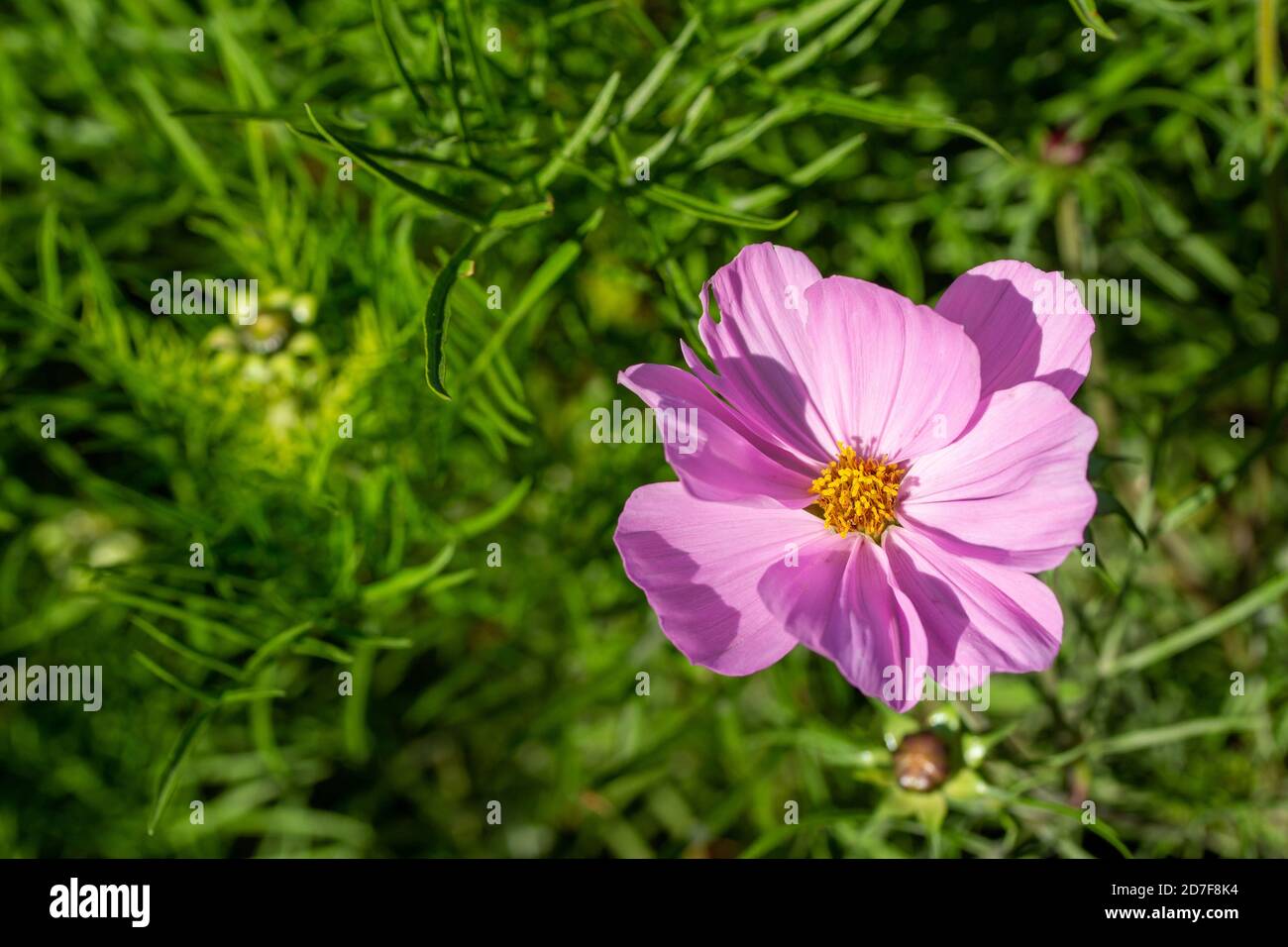 Einzelne rosa Cosmos Blume blüht im Garten im Herbst Stockfotografie - Alamy