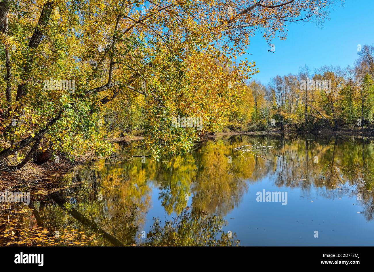 Goldene Laub Herbst Bäume rund um den See im blauen Wasser spiegelt - Herbst malerische Landschaft an warmen und sonnigen September Wetter mit blauem Sk Stockfoto