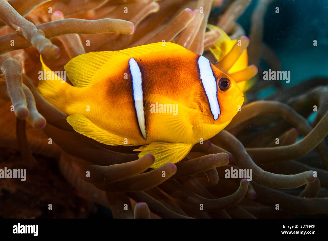 Nahaufnahme von Anemonefish mit Meeresanemone im Roten Meer /Ägypten Stockfoto