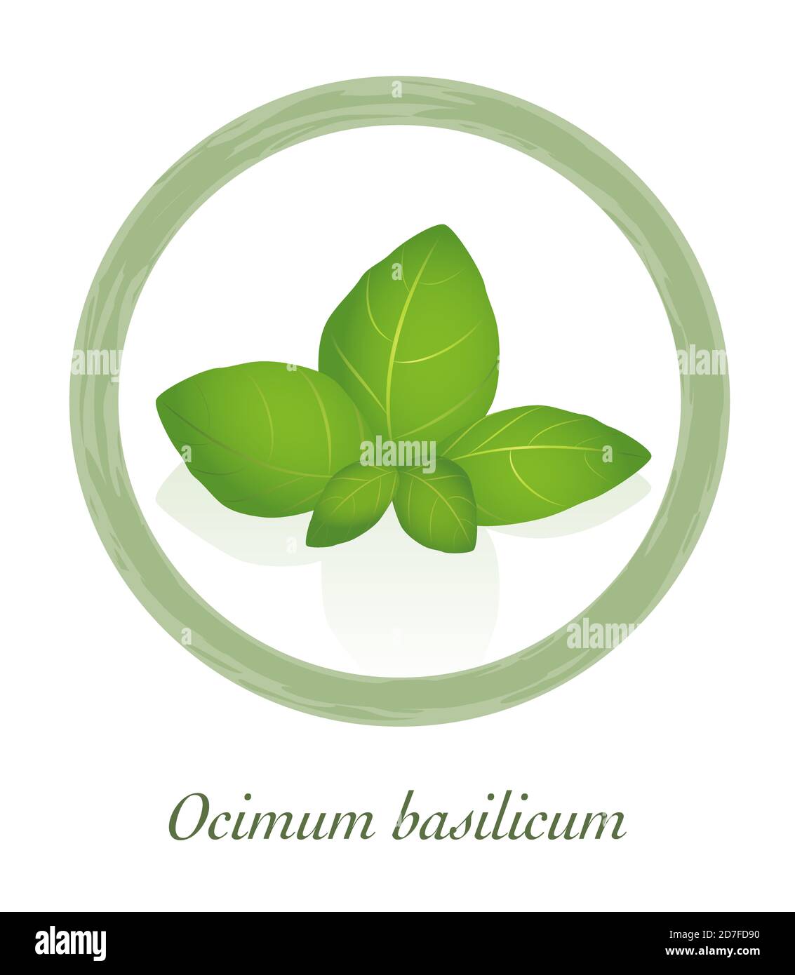 Basilikum - Ocimum Basilicum - kulinarisches Kräuterlogo - Illustration auf weißem Hintergrund. Stockfoto