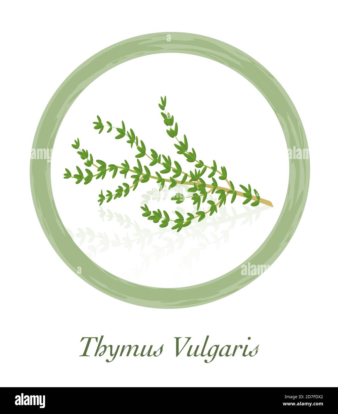 Thymian - Thymus Vulgaris - kulinarisches Kräuterlogo - Illustration auf weißem Hintergrund. Stockfoto