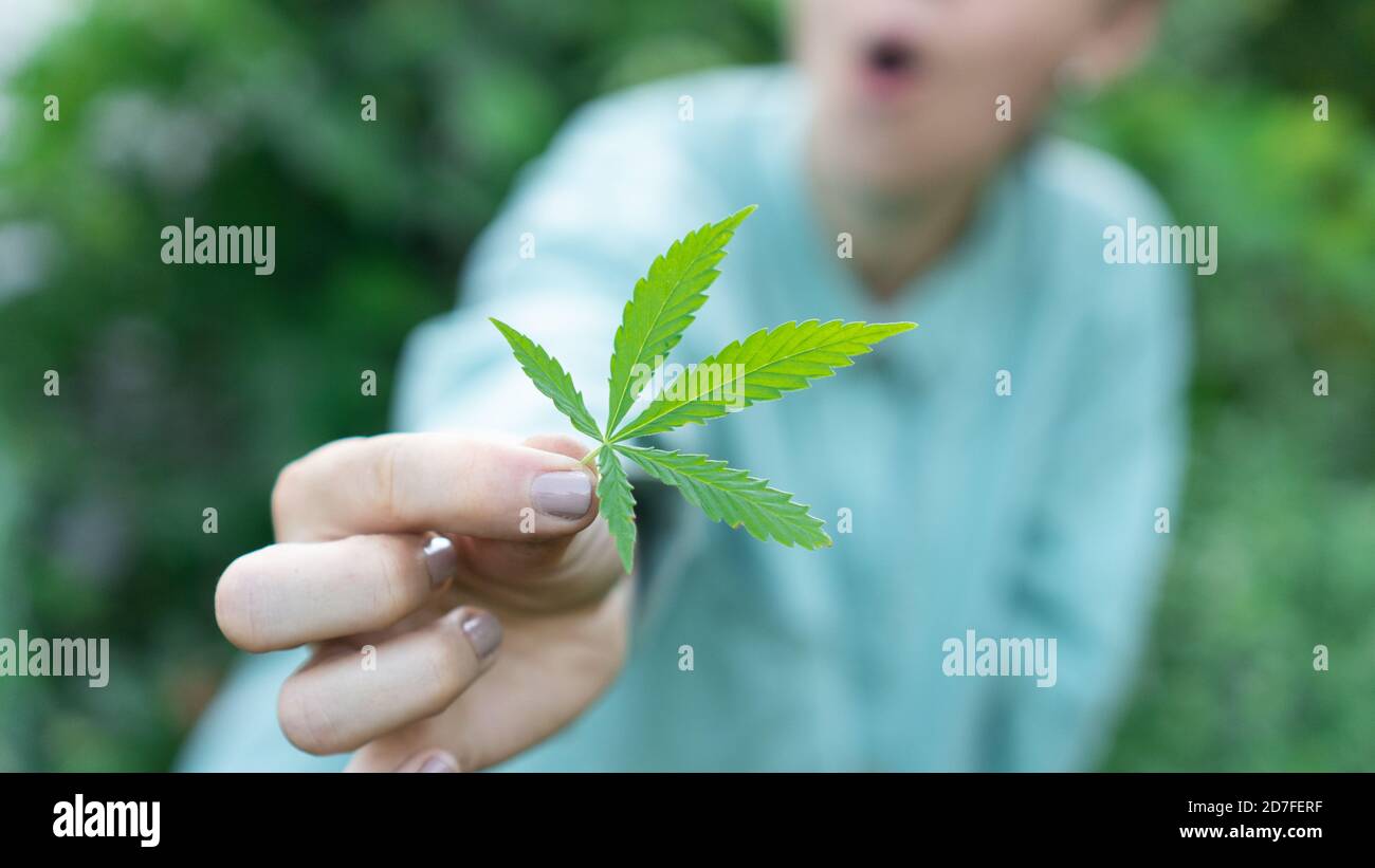 Frau, die ein Marihuana-Blatt auf einem grünen Hintergrund hält. Konzepte der Verwendung von Marihuna für medizinische Zwecke, Medizinische Verwendung von nicht-psychoaktivem Cannabidiol Stockfoto