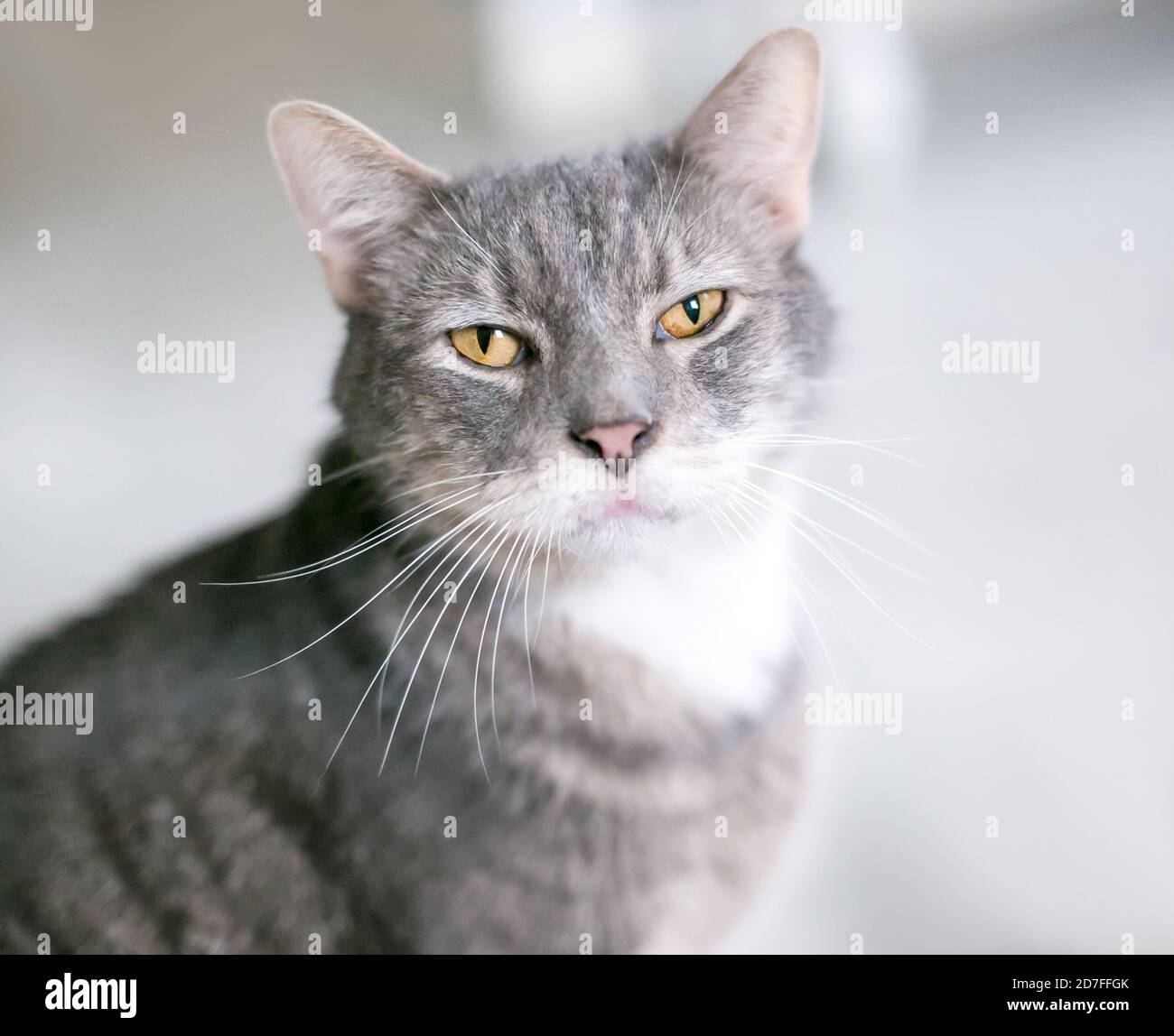Eine grau-weiß gestromte Kurzhaarkatze mit gelben Augen Blick auf die Kamera Stockfoto