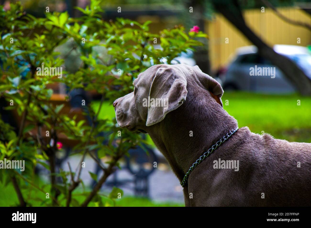 Weimaraner Hundeportrait im Park in Tiflis, Georgien Stockfoto