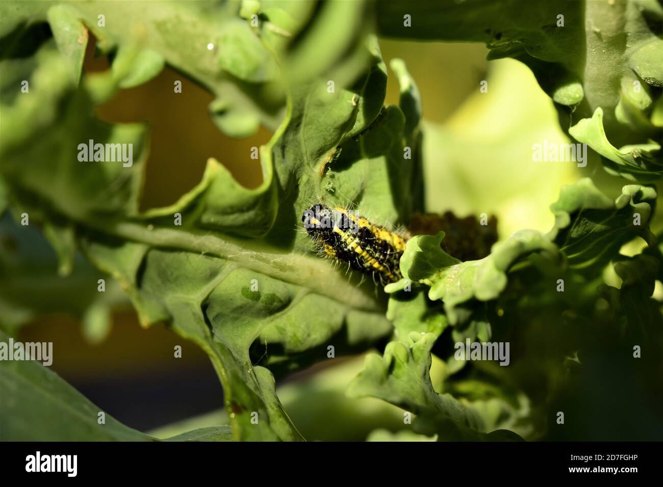 Kraut Raupe in der Innenseite eines grünen Kohlblatt Stockfoto