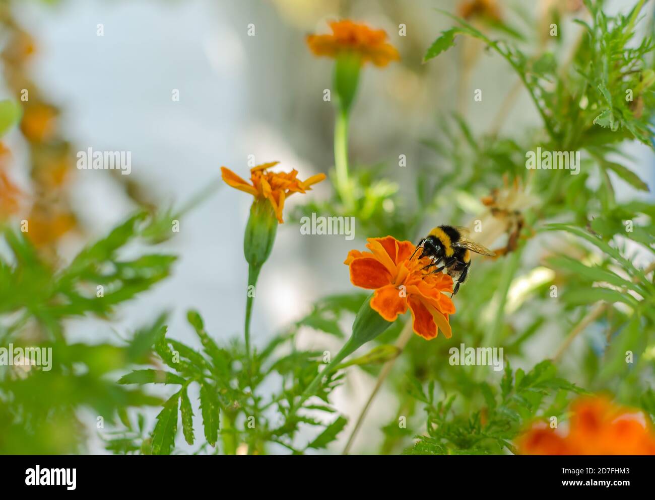 Große schwarze Hummel, Insekt auf orangefarbener Ringelblume, Nahaufnahme Stockfoto
