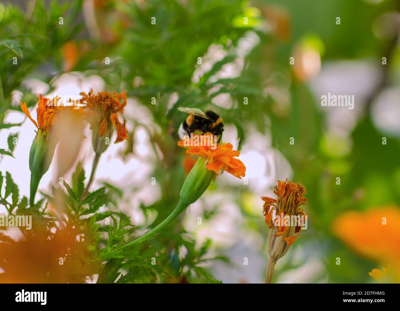 Große schwarze Hummel, Insekt auf orangefarbener Ringelblume, Nahaufnahme Stockfoto