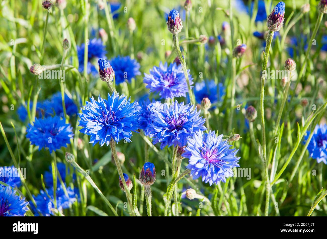 Nahaufnahme von Centaurea cyanus Blue Ball A Cornflower That Ist ein Sommer blühend winterhart Jahr der asteraceae Familie Stockfoto