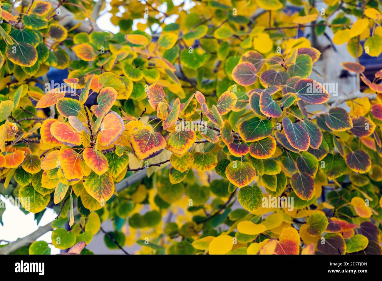 Espenbaum Blätter im Herbst Farbe Stockfoto