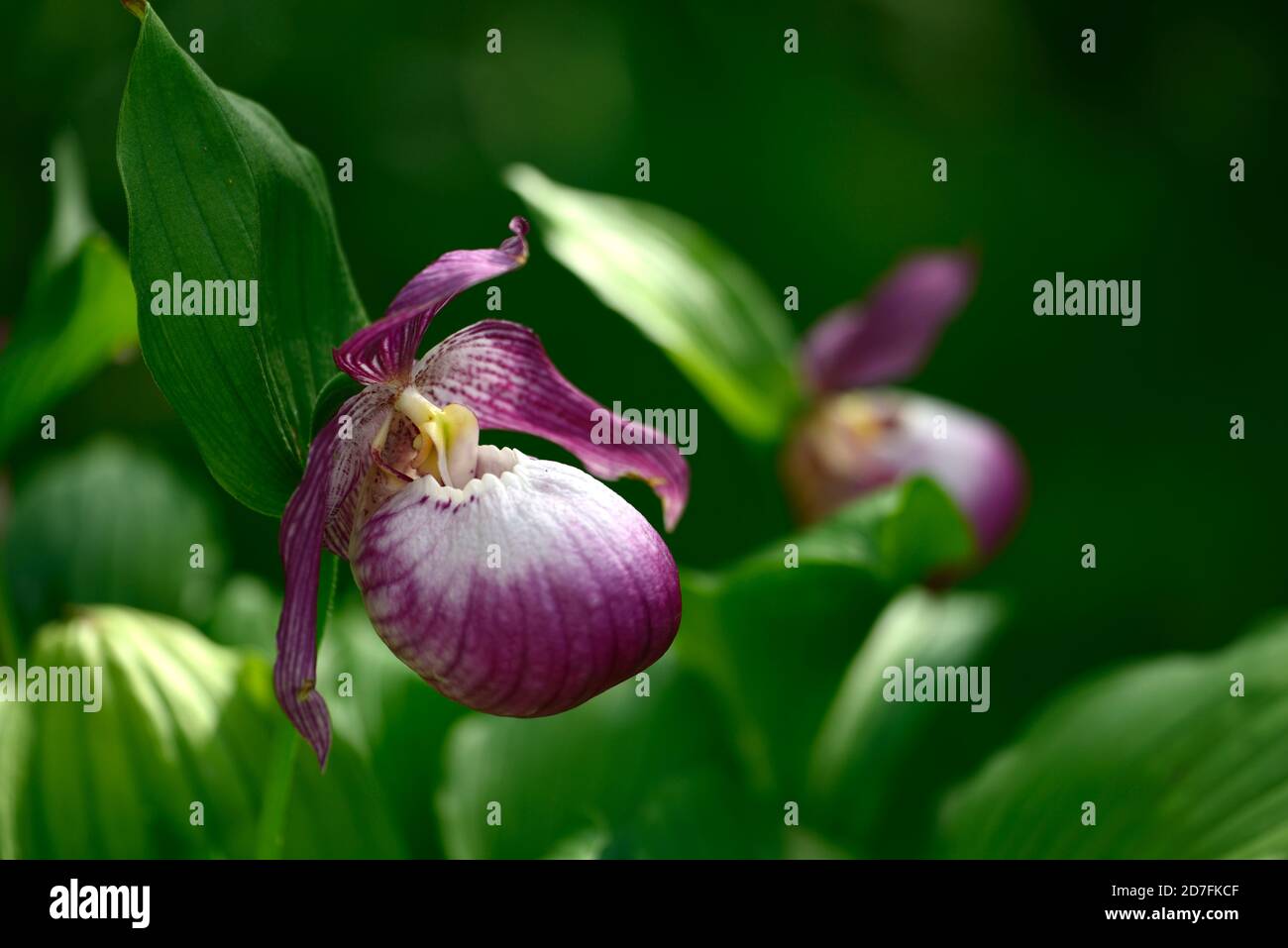 Cypripedium Sabine, Cypripedium fasciolatum x macranthos, CYP, Hardy Orchidee, Ladyslipper, Orchidee, Orchideen, Blume, Blumen, blühend, lila, weiß, bicolor, Slip Stockfoto