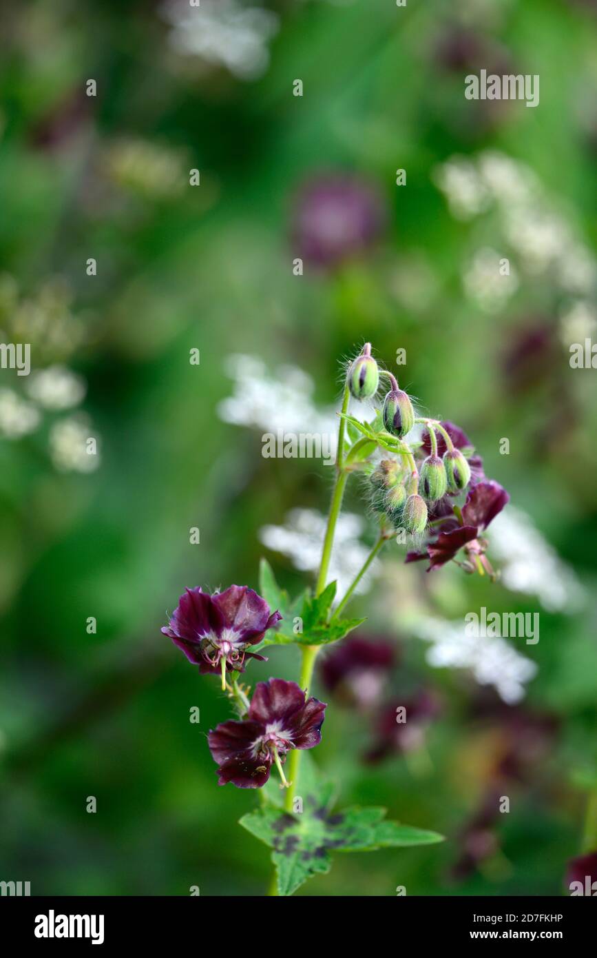 geranium phaeum samobor, schwarze Blumen, Blume, dunkler Kranichschnabel, trauernde Witwe, Schwarze Witwe, blühend, RM Floral Stockfoto