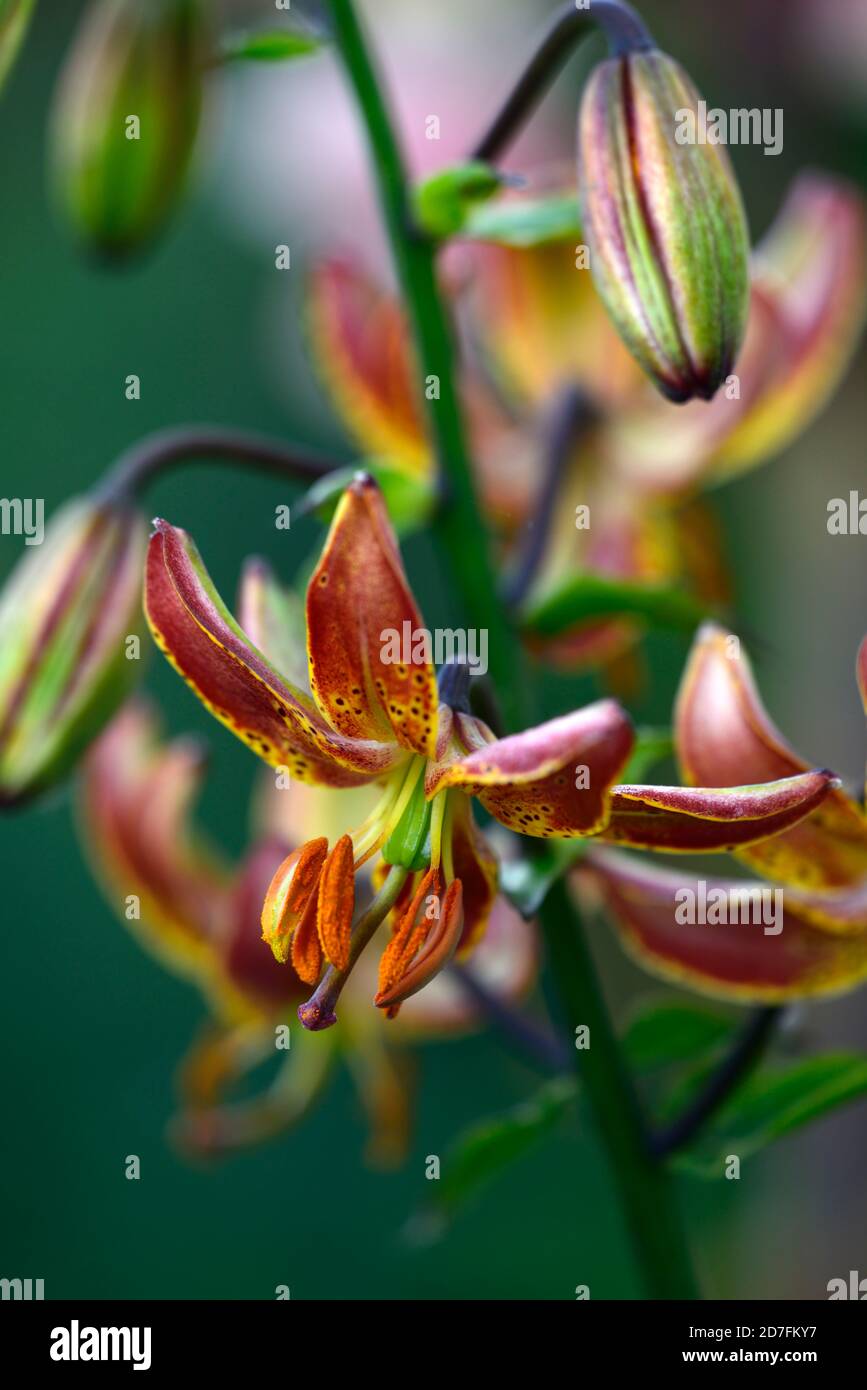 Lilium martagon Schiefer Morgen, Lilie, Lilien, Orange, Gelb, Blume, Blumen, Stauden, Sommer, Schatten, Schatten, Türken Kappe, RM Floral Stockfoto