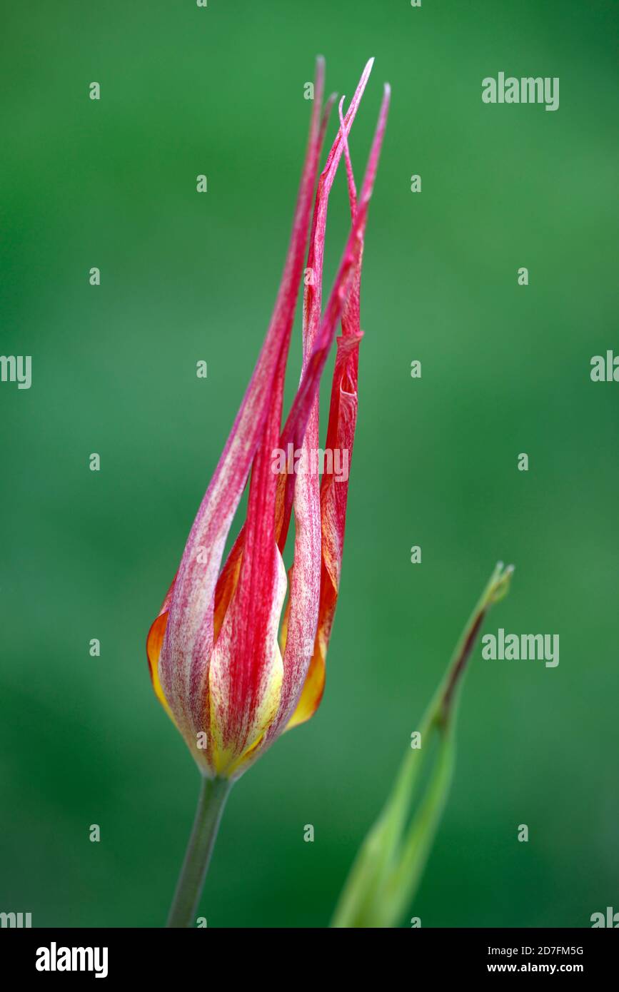 Tulipa acuminata, Spezies Tulpe, Blüte, Blumen, rot orange gelb, Frühling, RM floral Stockfoto