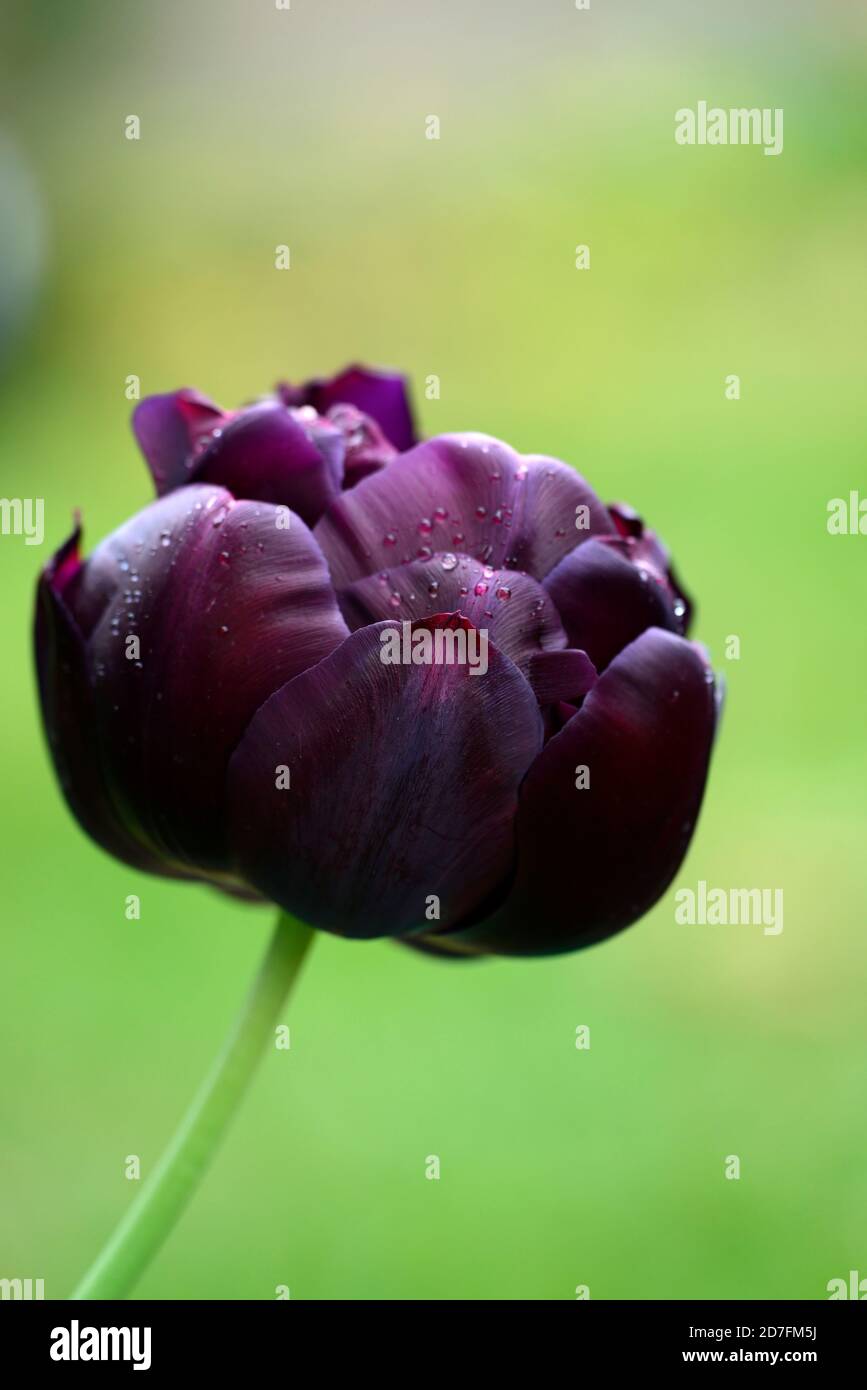 Tulipa schwarz Held, Tulpe schwarz Held, doppelte späte Tulpe, doppelte Tulpen, dunkel kastanienbraun, kastanienschwarz, dunkle Farbe, Farben, Tulpen, Blumen, Blüte, RM Blumen Stockfoto