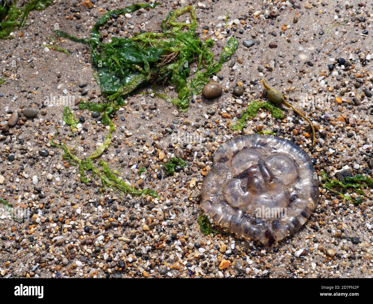 Mondquallen wuschen sich am Strand in North Devon, England. Stockfoto