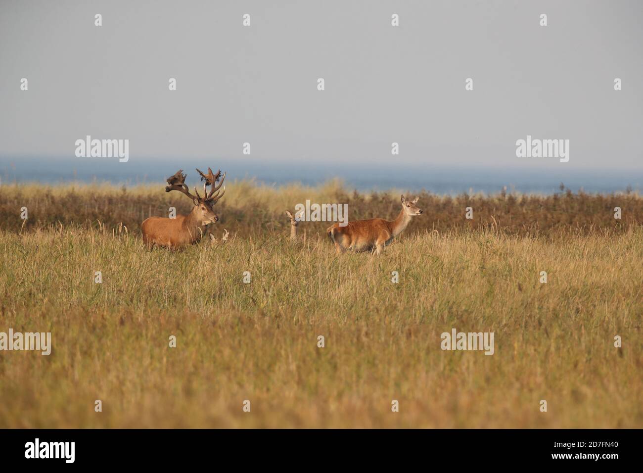 Rothirsch (Cervus elaphus) Vorpommern Lagune Gebiet Nationalpark Deutschland Stockfoto