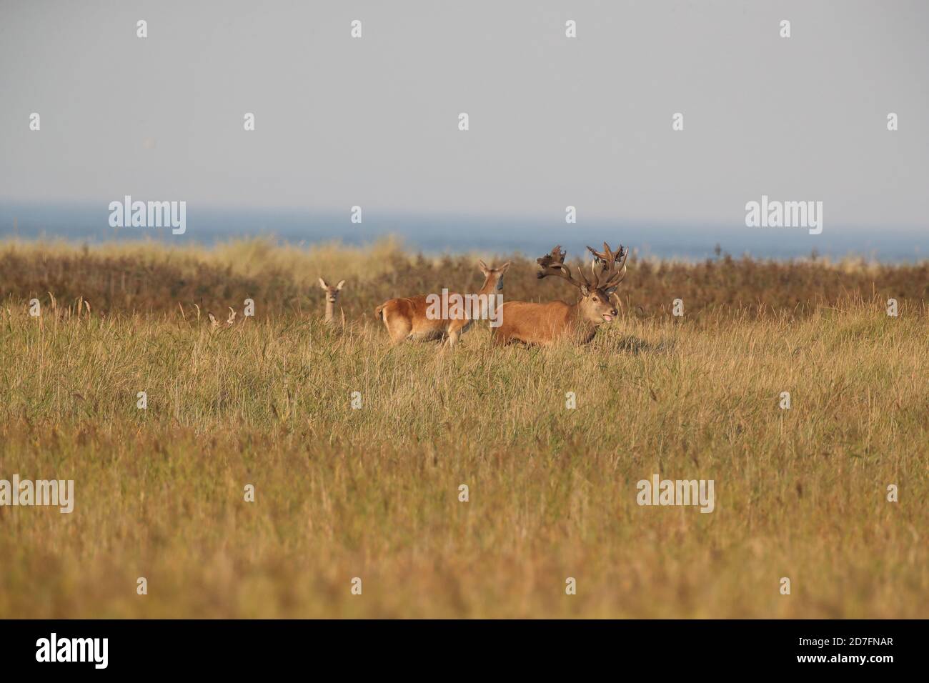 Rothirsch (Cervus elaphus) Vorpommern Lagune Gebiet Nationalpark Deutschland Stockfoto