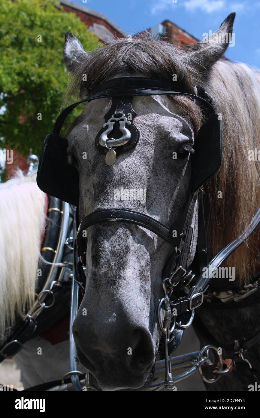 Nahaufnahme eines Pferdes aus der Umgebung von Wilmington, NC Stockfoto