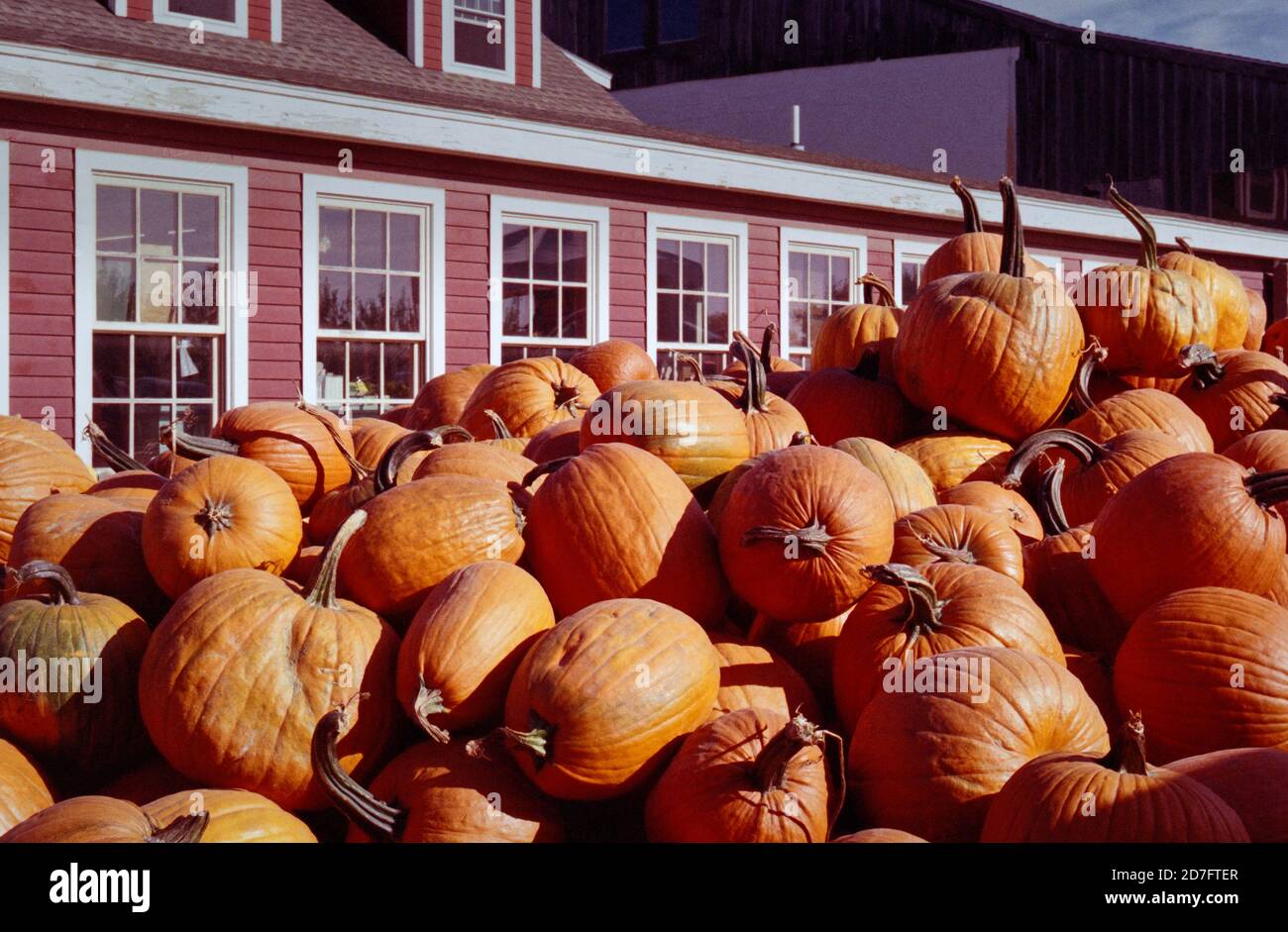 Ein großer Haufen leuchtend orangefarbener Kürbisse auf dem Display außerhalb eines Straßenstands in warmer Herbstsonne. Im Hintergrund ist eine rote Scheune, die als Shop für verwendet wird Stockfoto