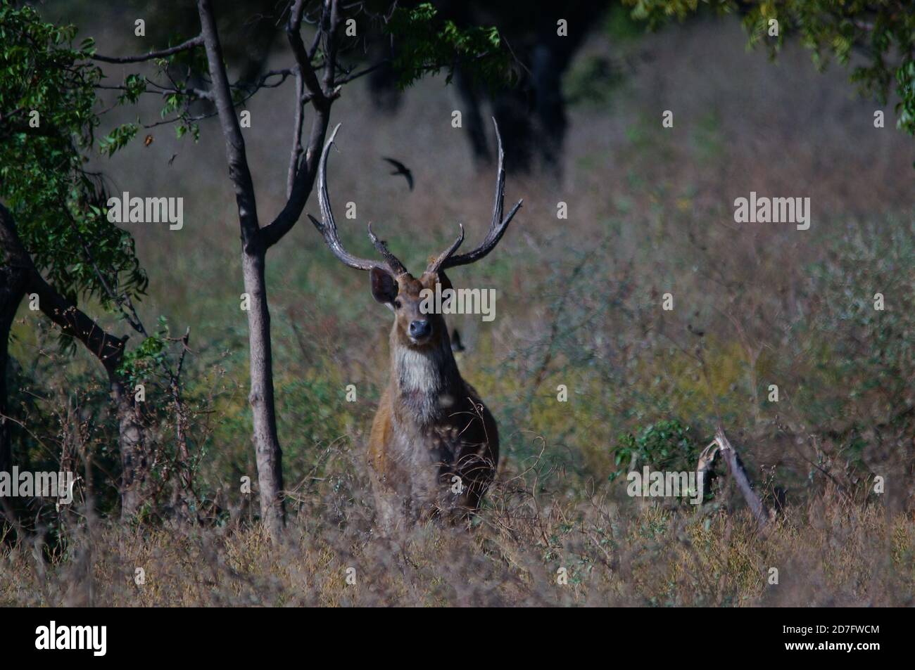 Hirsch im Wald, Javan Rusa im Baluran Nationalpark, Java, Indonesien Stockfoto