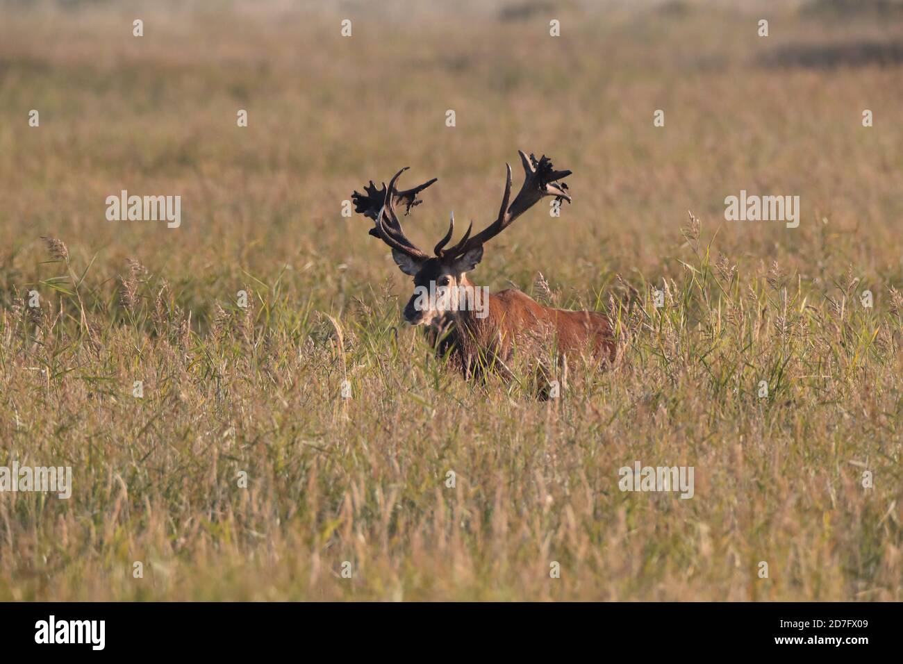 Rothirsch (Cervus elaphus) Vorpommern Lagune Gebiet Nationalpark Deutschland Stockfoto