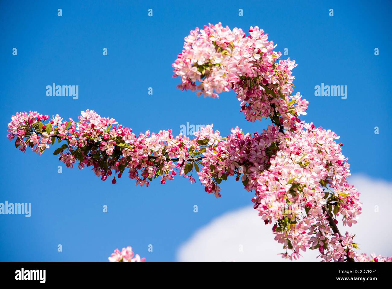 Ein Zweig voller Kirschblüten in bizarrer Form im Frühling Stockfoto