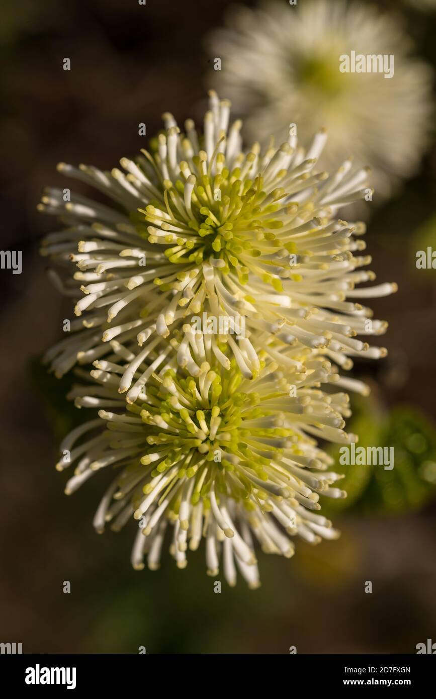 Blüten der Alabama-Hexenerle im Frühling Stockfoto