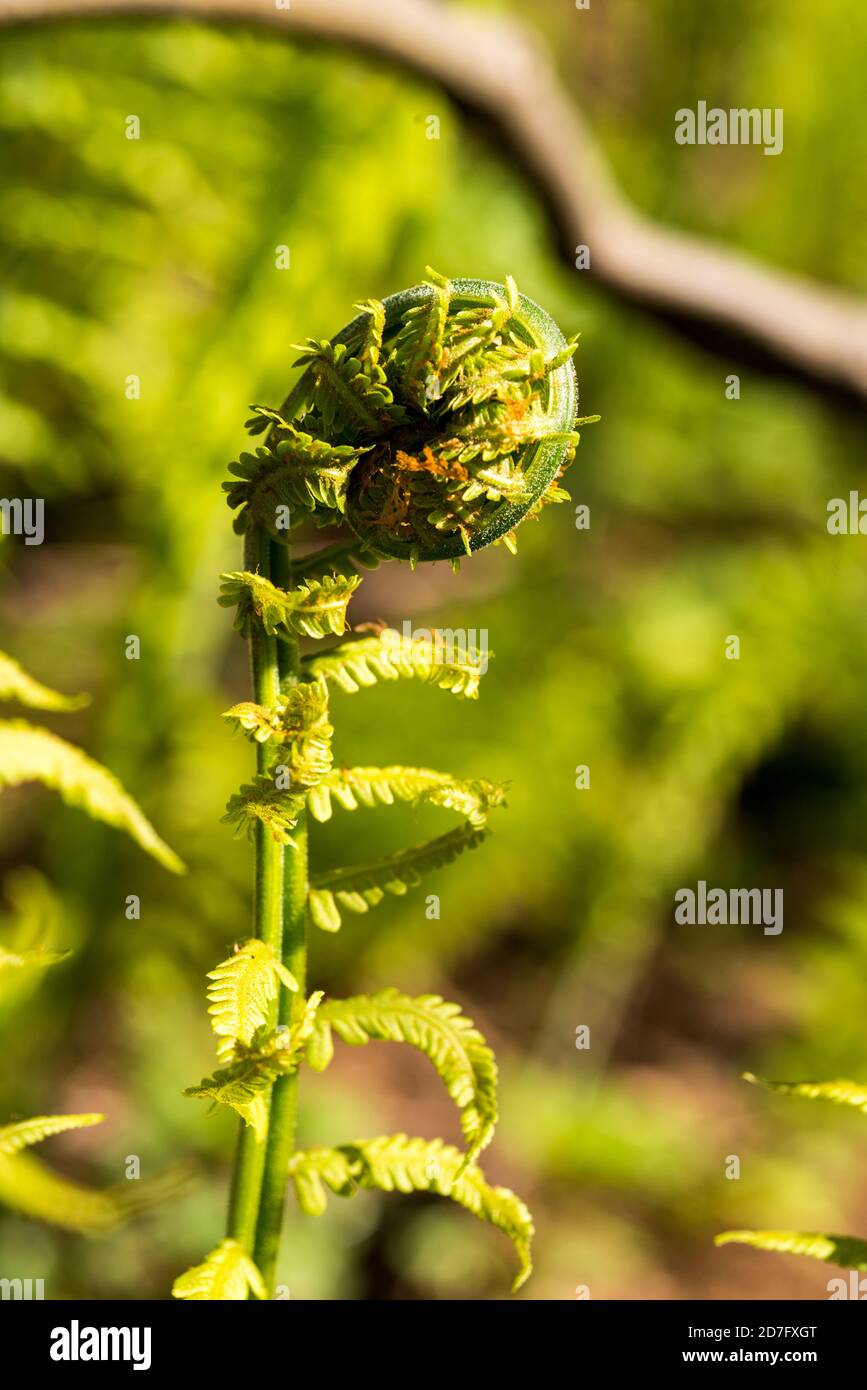 Junge Knospe eines unterbrochenen Farns im Frühling Stockfoto