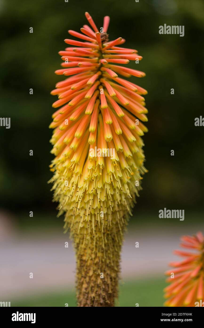 Kniphofia, auch als Pokerpflanze oder Fackellilie in voller Blüte in den Herbstmonaten bezeichnet Stockfoto