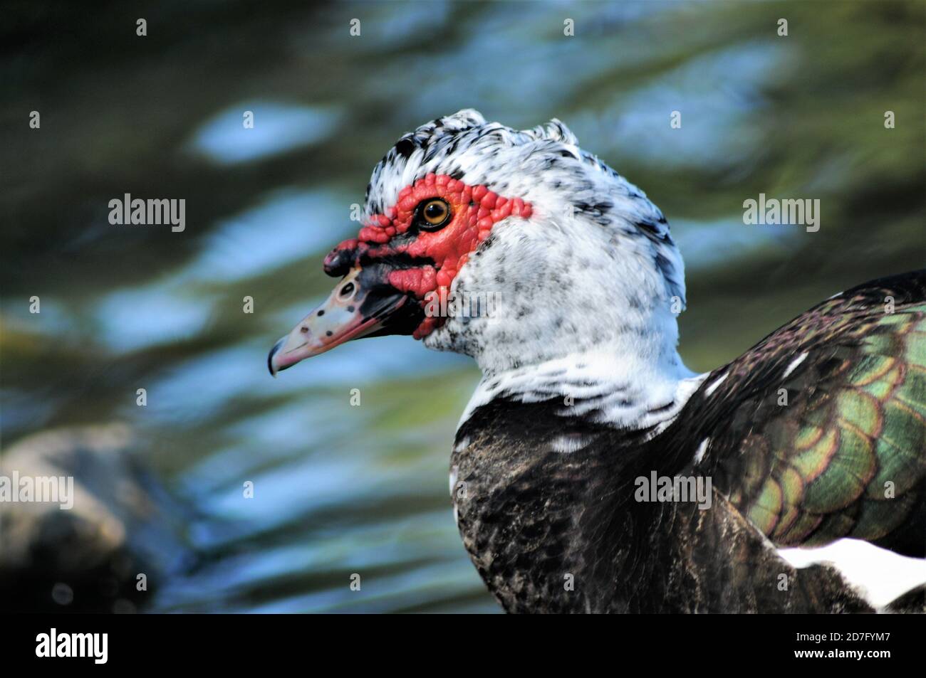 Eine moskauer drake Ente preening . Stockfoto