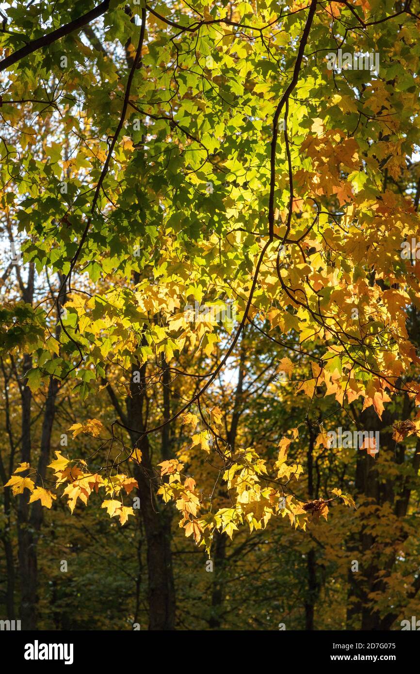 Autumn Colors, Eastern United States, von James D. Coppinger/Dembinsky Photo Assoc Stockfoto