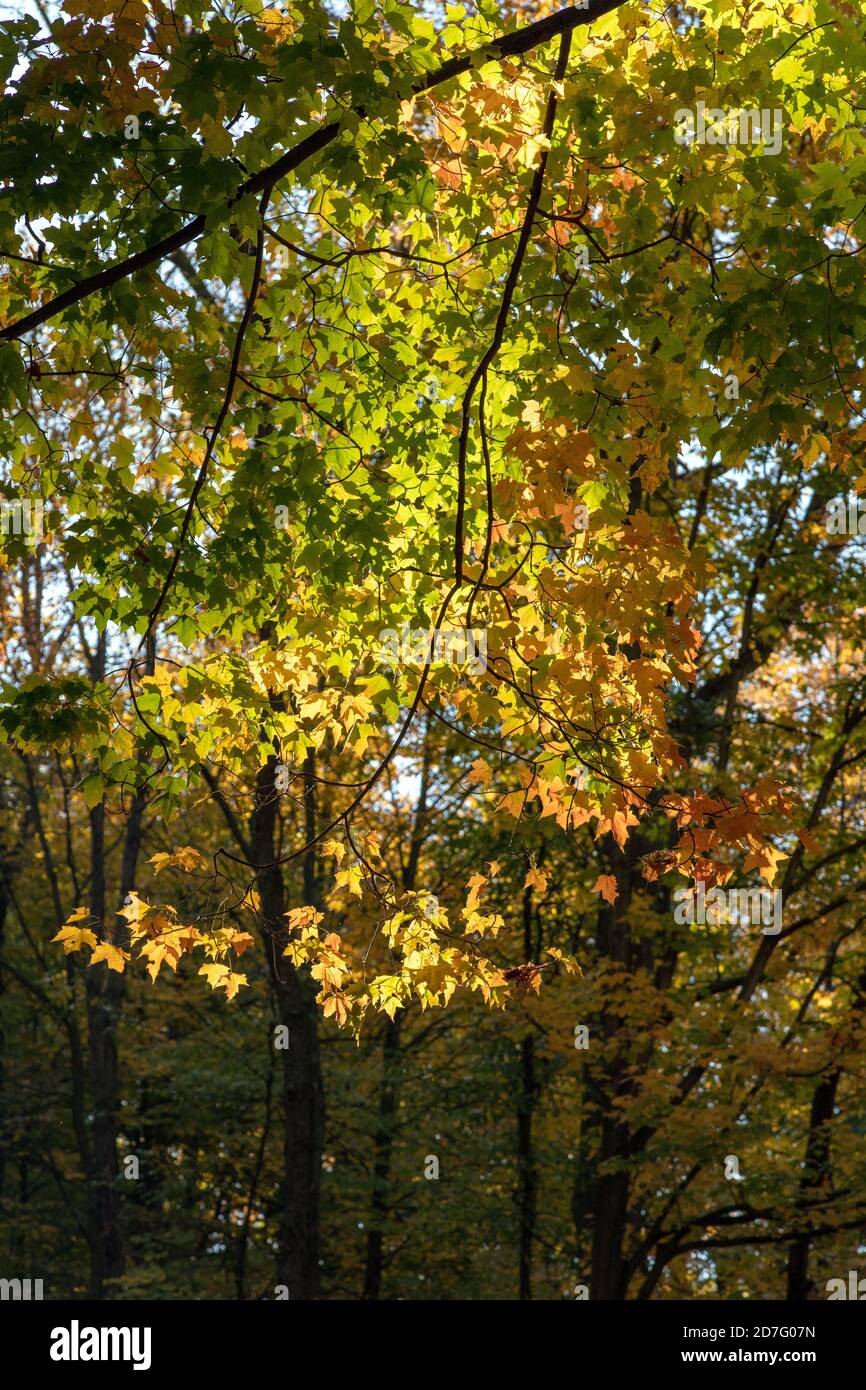 Autumn Colors, Eastern United States, von James D. Coppinger/Dembinsky Photo Assoc Stockfoto