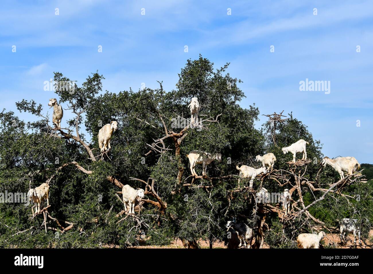 Arganbäume und die Ziegen auf dem Weg zwischen Marrakesch und Essaouira in Marokko Stockfoto