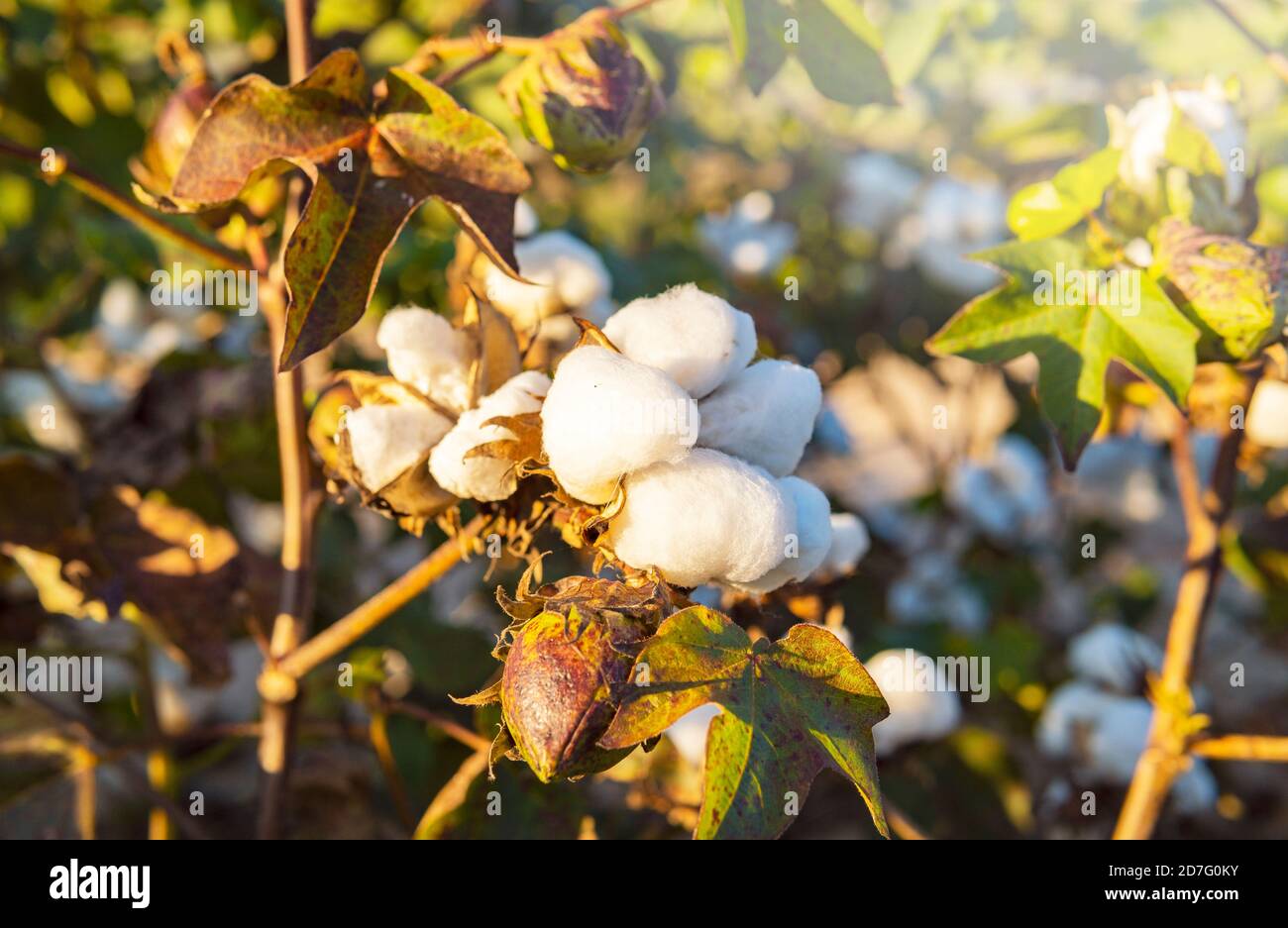 Baumwollindustrie Naturprodukt von Georgia USA Stockfoto