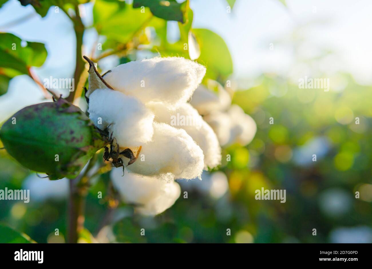 Natürliche Weiße Weiche Baumwolle Wächst Stockfoto