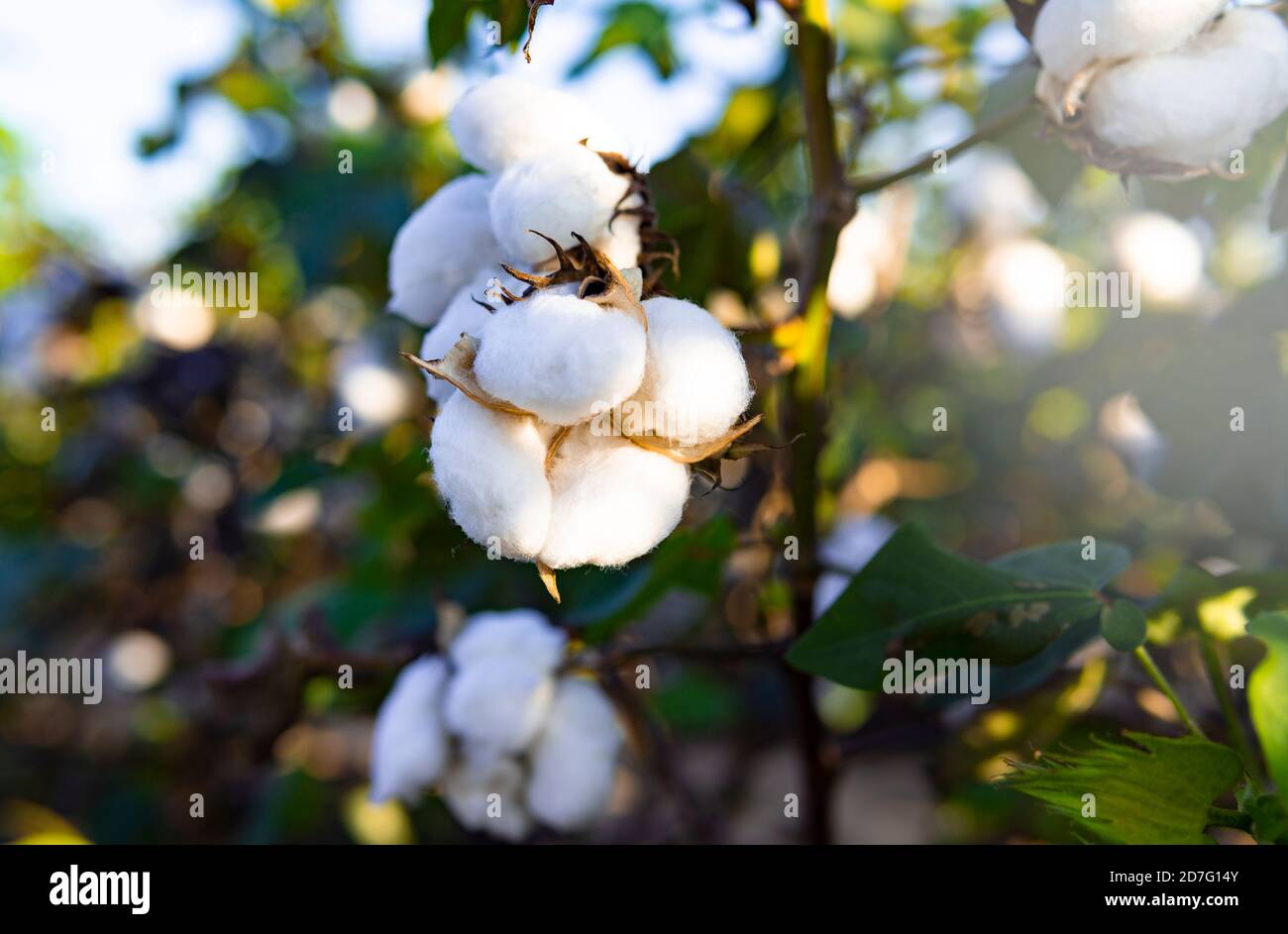 Baumwolle hergestellt in den USA gewachsen Natural Soft White Stockfoto