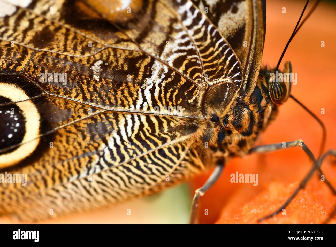 Schmetterling auf Blatt, in Arenal Vulkan Bereich in costa rica zentralamerika, Schmetterling Hintergrund Stockfoto