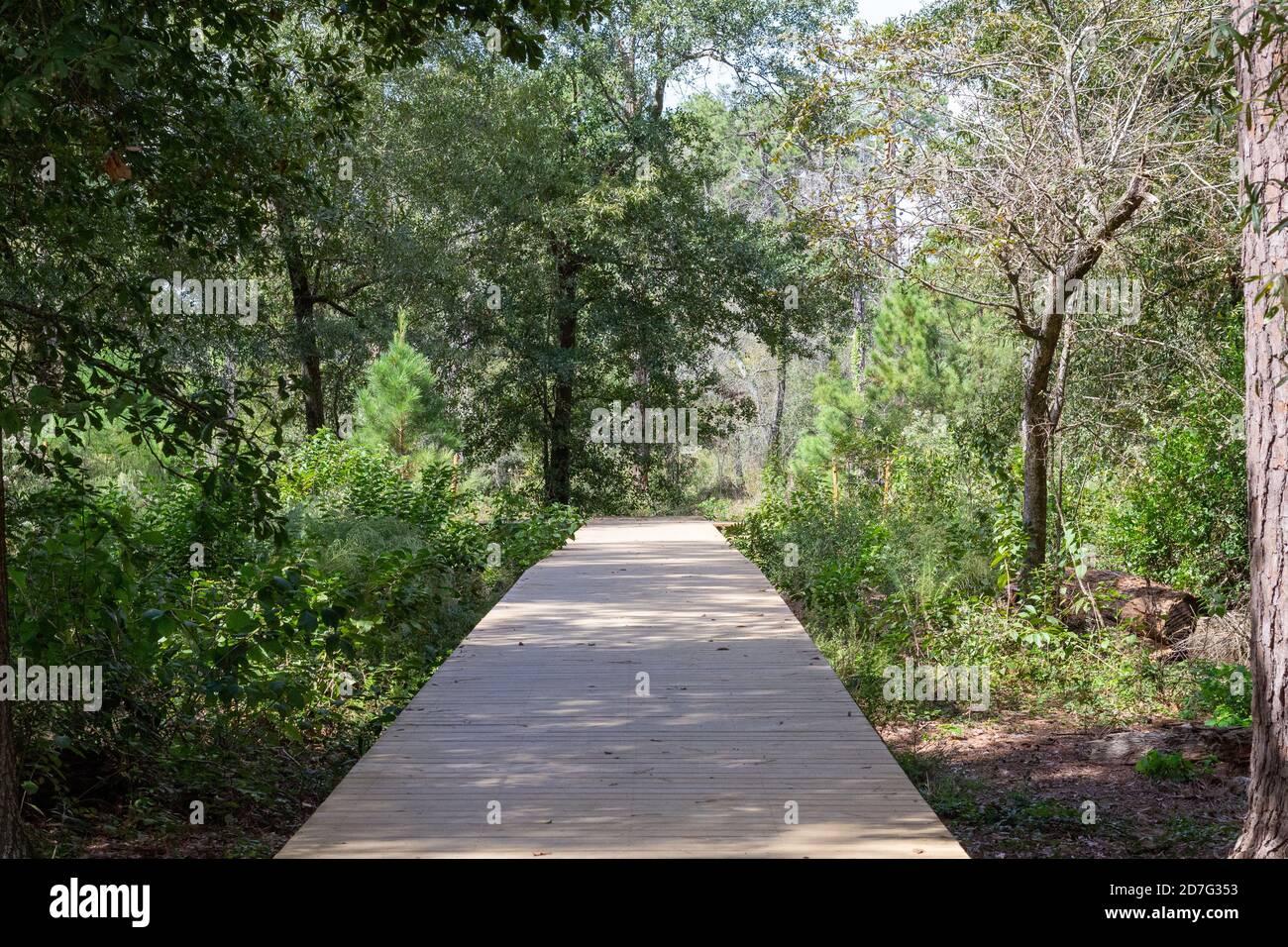 Boardwalk Trail durch die Wälder bei East Glades Stockfoto