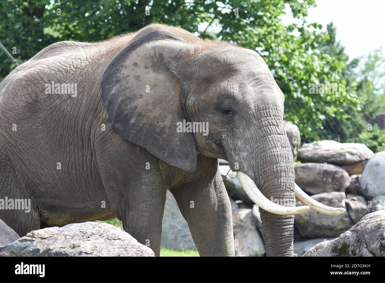 Afrikanischer Elefant im Zoo Granby, Granby, Kanada Stockfoto
