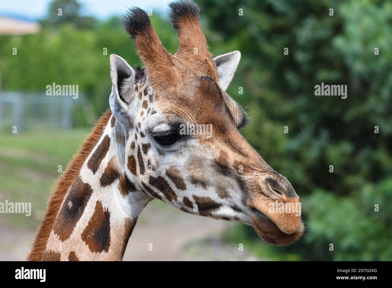 Eine Giraffe im Zoo Granby, Granby, Kanada Stockfoto