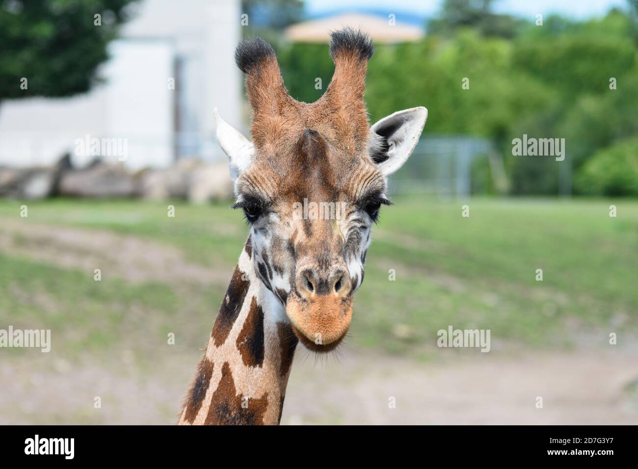 Eine Giraffe im Zoo Granby, Granby, Kanada Stockfoto